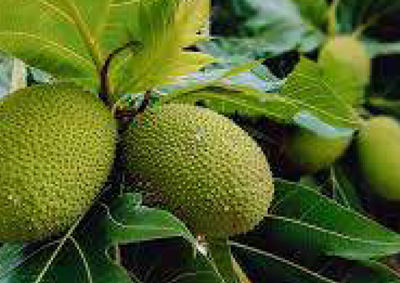 breadfruit