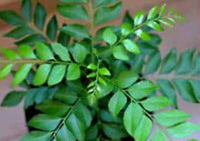 fresh-curry-leaves