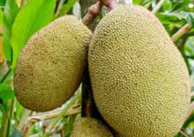 jackfruit