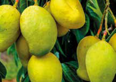 mango