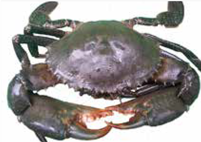 mud-crab