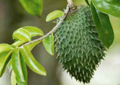 soursop