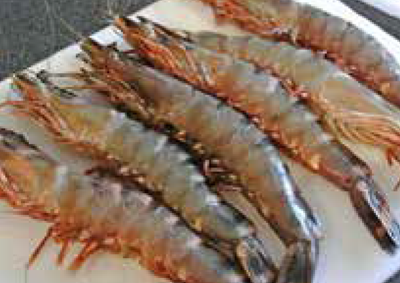 tiger-prawn
