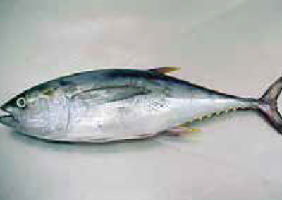 yellofin-tuna-g-and-g