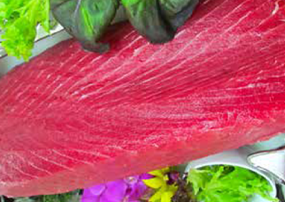 yellofin-tuna-lion